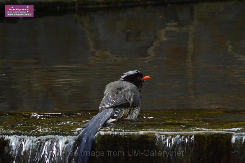 20170212sm-bln-city-park-bird_DSC_8631.JPG