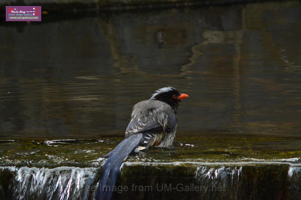 20170212sm-bln-city-park-bird_DSC_8632.JPG