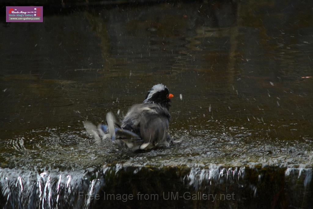 20170212sm-bln-city-park-bird_DSC_8635.JPG