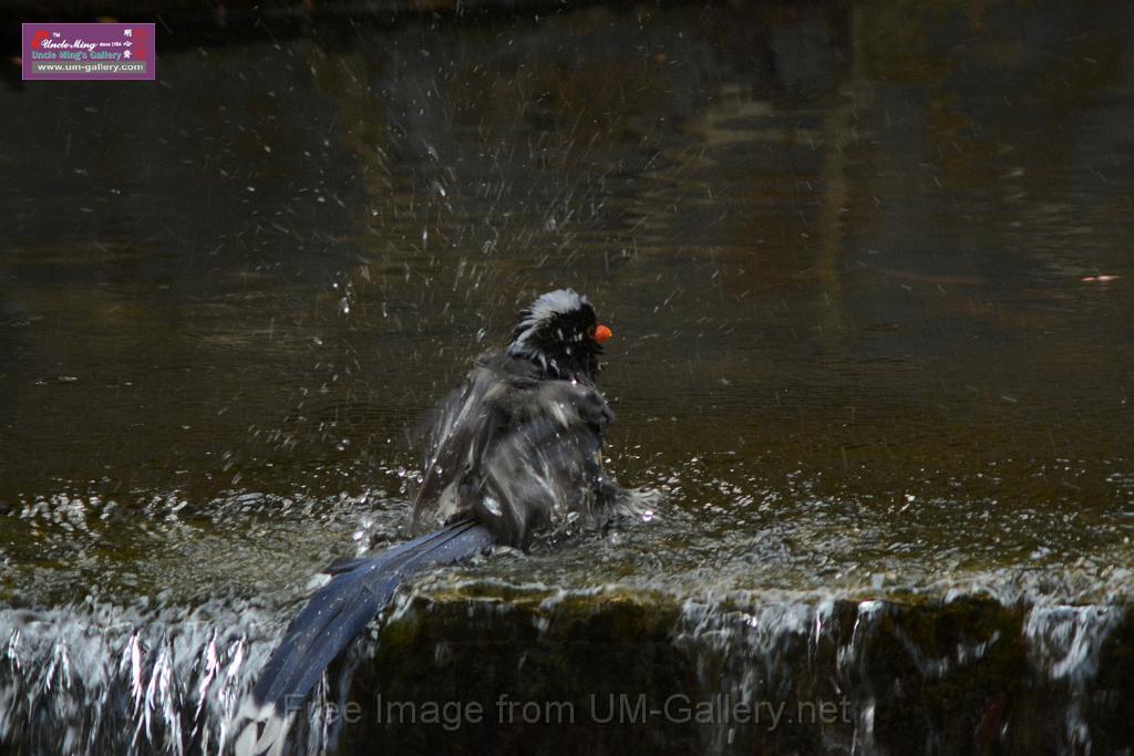 20170212sm-bln-city-park-bird_DSC_8636.JPG