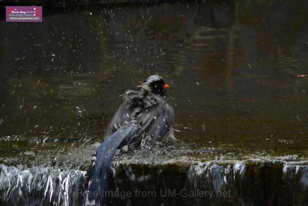 20170212sm-bln-city-park-bird_DSC_8638.JPG