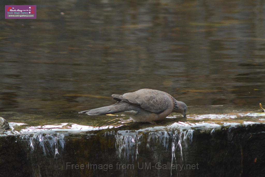 20170212sm-bln-city-park-bird_DSC_8640.JPG