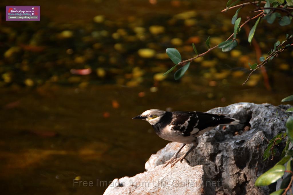 20170212sm-bln-city-park-bird_DSC_8766.JPG