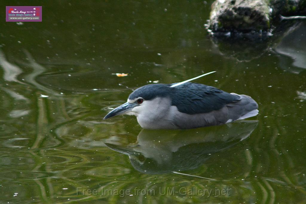 20170212sm-kln-park-bird_DSC_8779.JPG