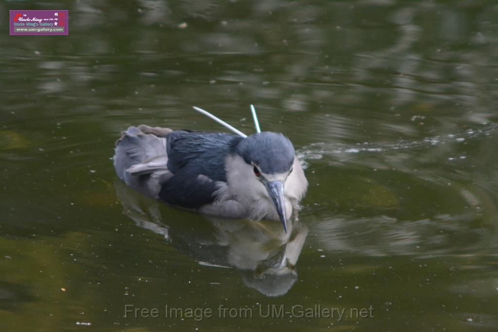 20170212sm-kln-park-bird_DSC_8815.JPG