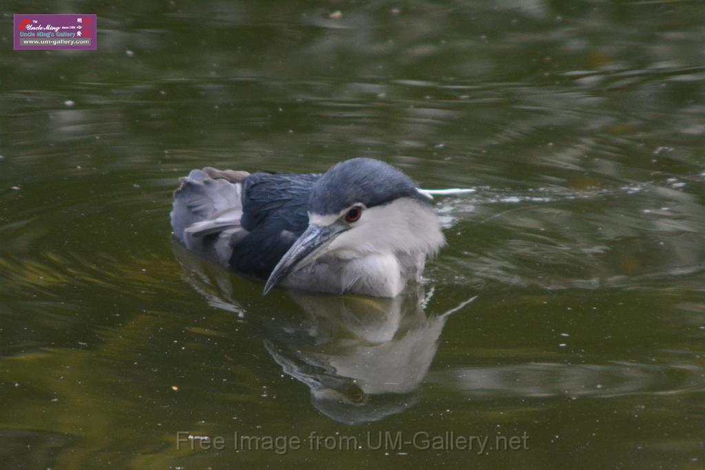 20170212sm-kln-park-bird_DSC_8817.JPG