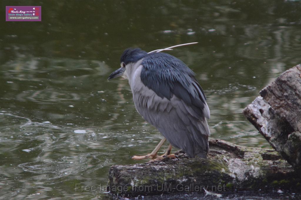 20170212sm-kln-park-bird_DSC_8818.JPG