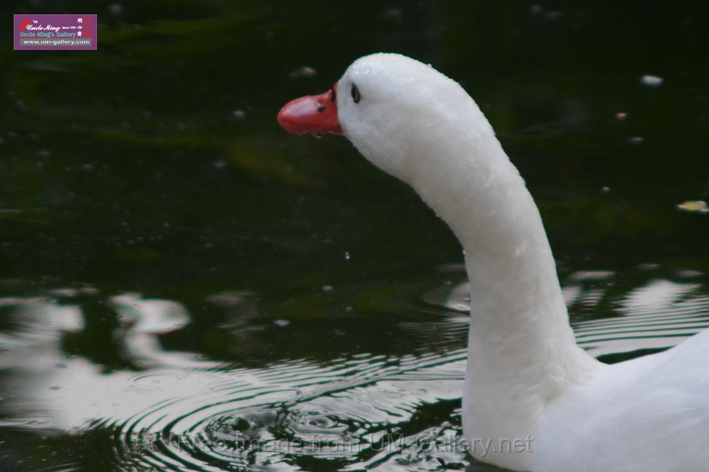 20170212sm-kln-park-bird_DSC_8830.JPG