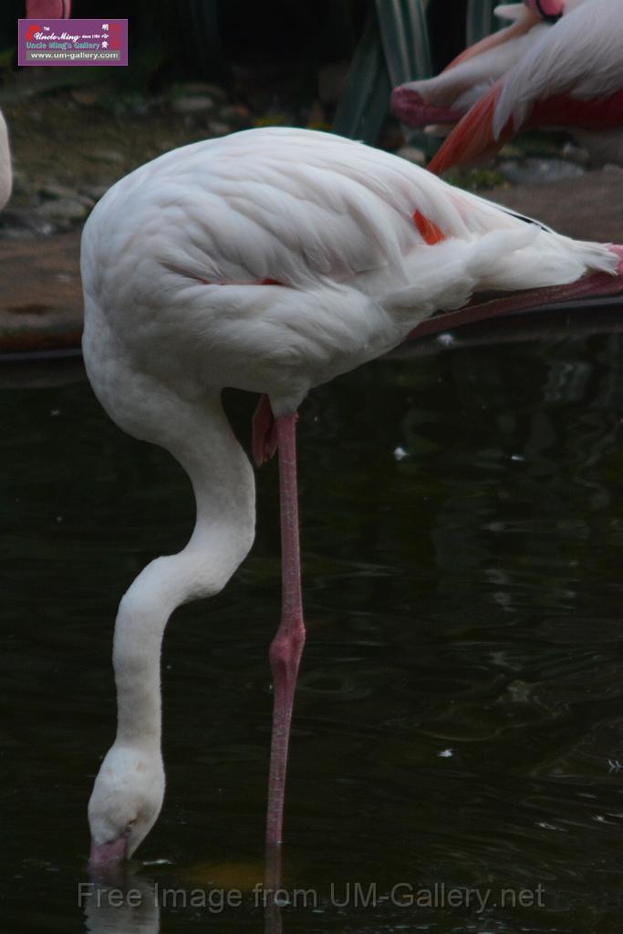 20170212sm-kln-park-bird_DSC_8836.JPG