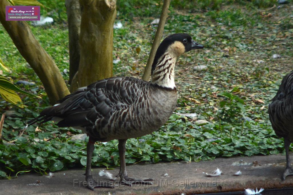 20170212sm-kln-park-bird_DSC_8851.JPG