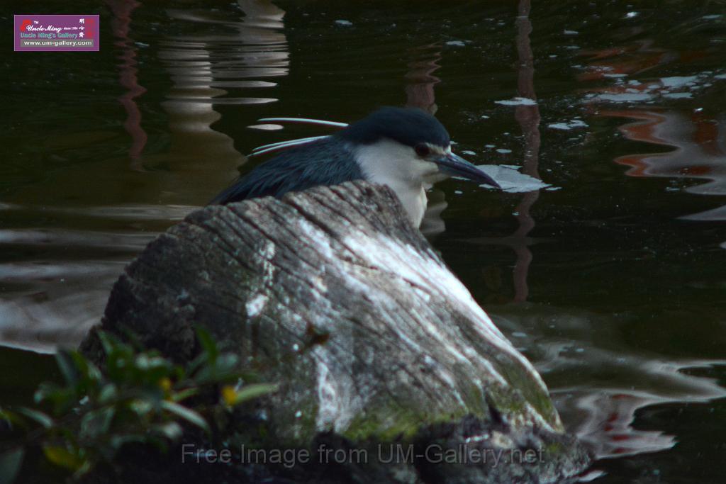 20170212sm-kln-park-bird_DSC_8853.JPG