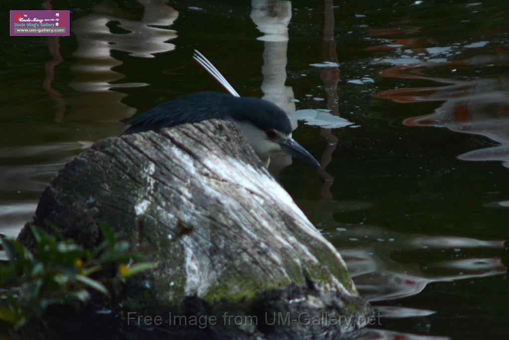 20170212sm-kln-park-bird_DSC_8854.JPG