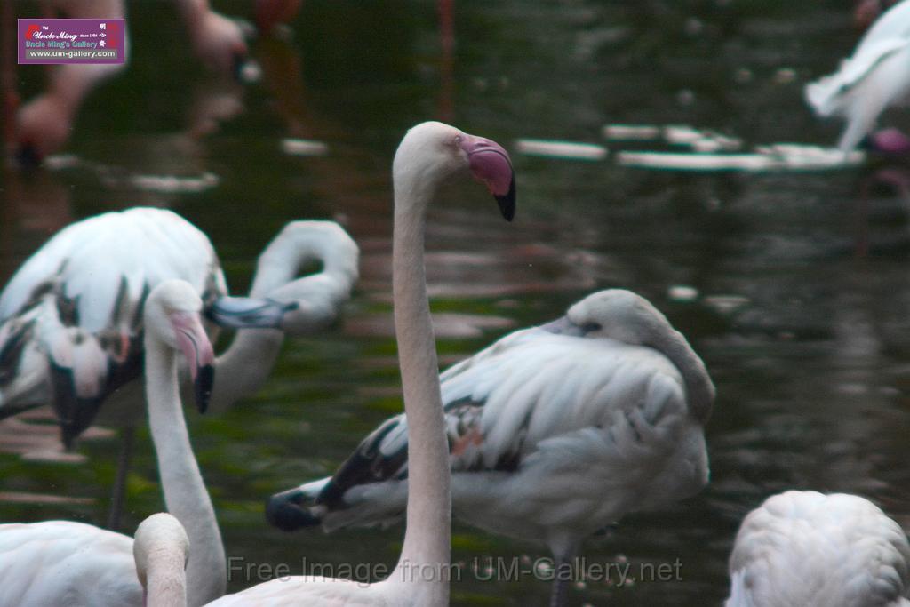 20170212sm-kln-park-bird_DSC_8857.JPG