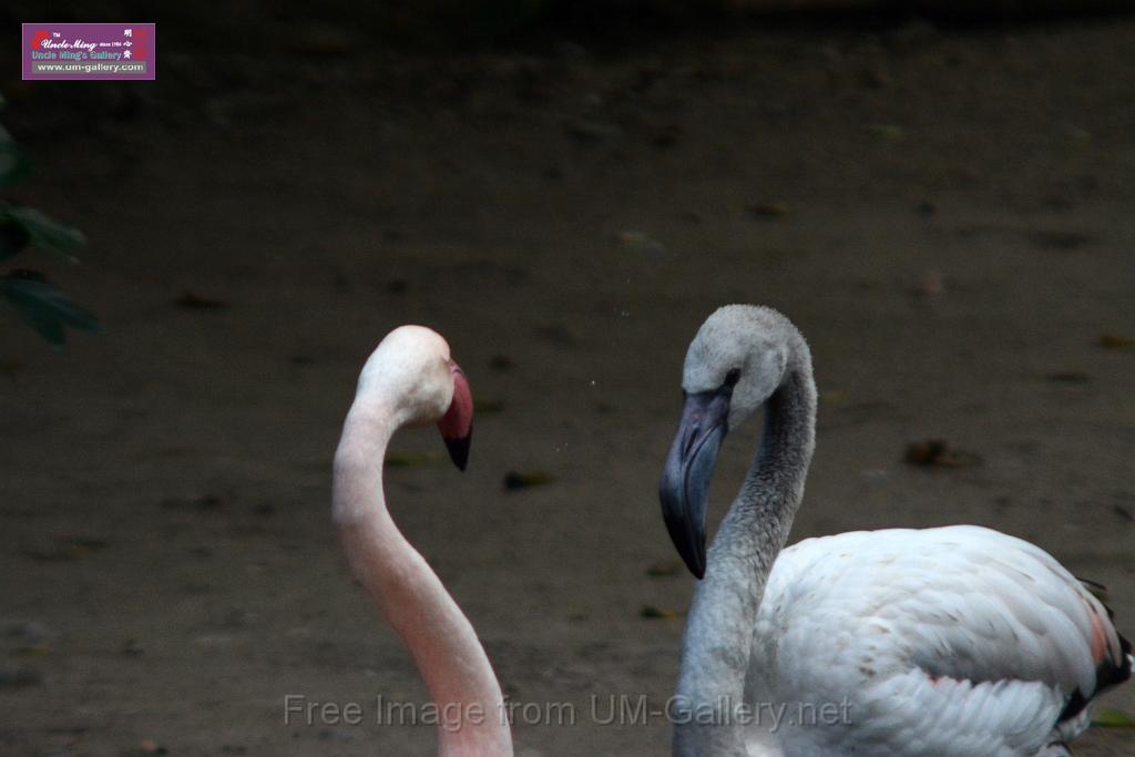 20170212sm-kln-park-bird_DSC_8867.JPG