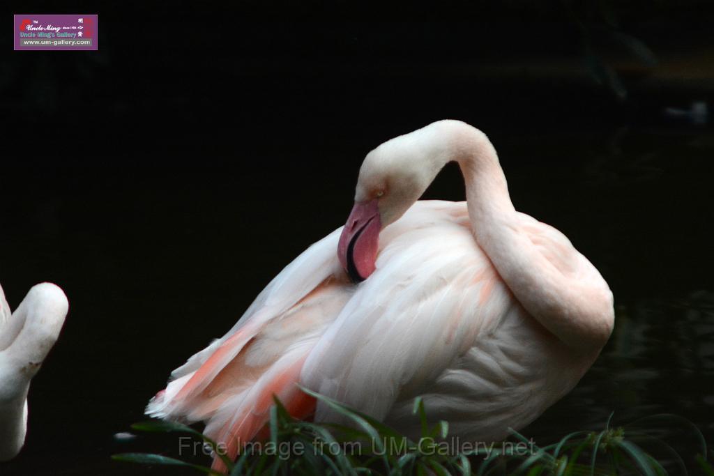 20170212sm-kln-park-bird_DSC_8870.JPG