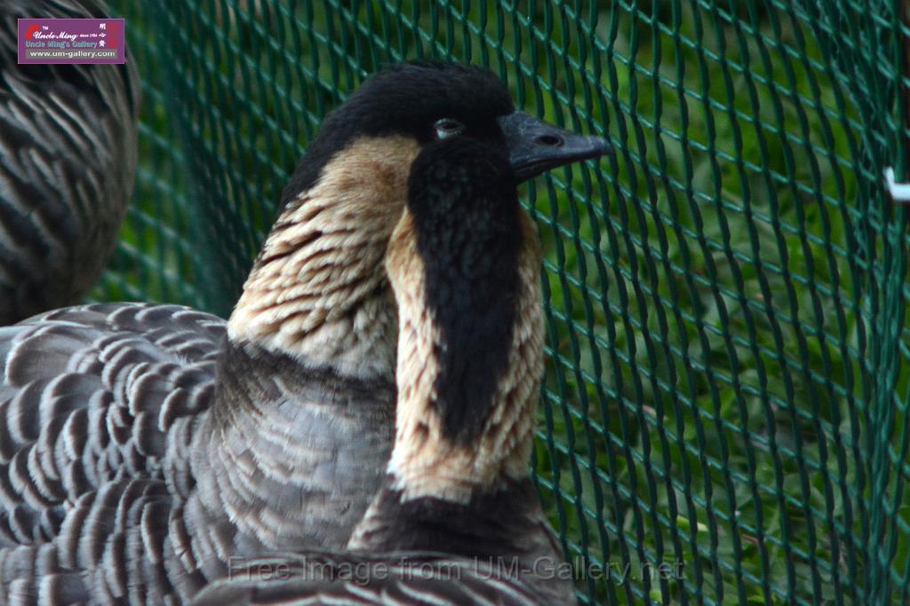 20170212sm-kln-park-bird_DSC_8884.JPG