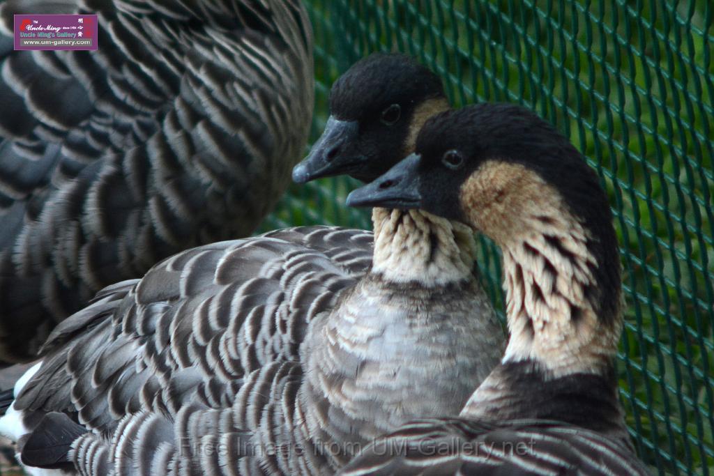 20170212sm-kln-park-bird_DSC_8889.JPG