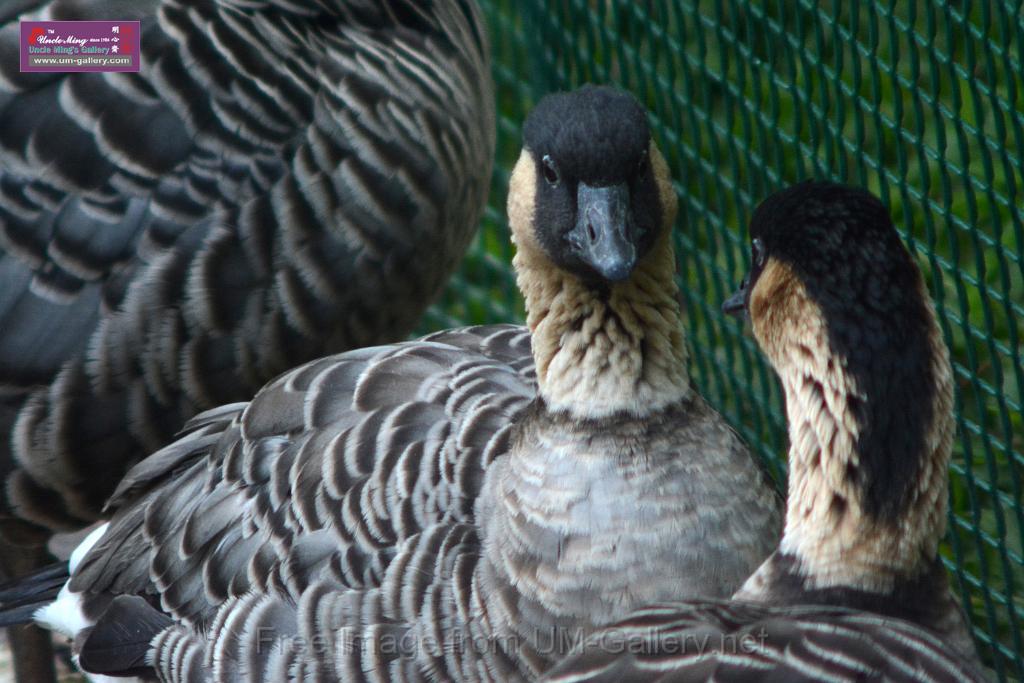 20170212sm-kln-park-bird_DSC_8890.JPG