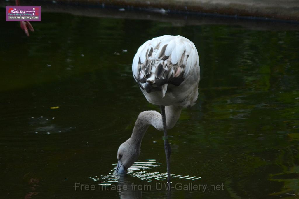 20170212sm-kln-park-bird_DSC_8895.JPG