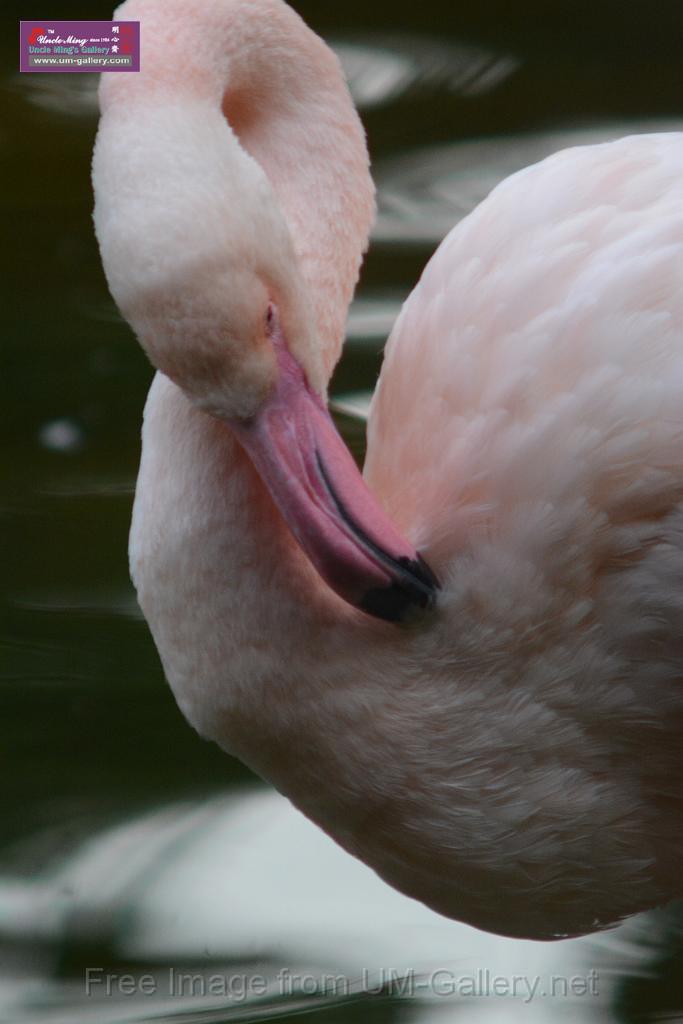 20170212sm-kln-park-bird_DSC_8905.JPG