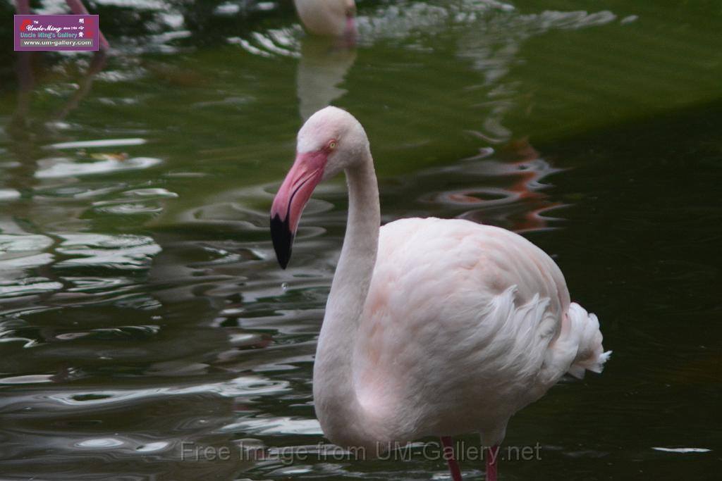 20170212sm-kln-park-bird_DSC_8920.JPG