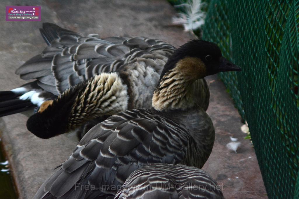 20170212sm-kln-park-bird_DSC_8923.JPG