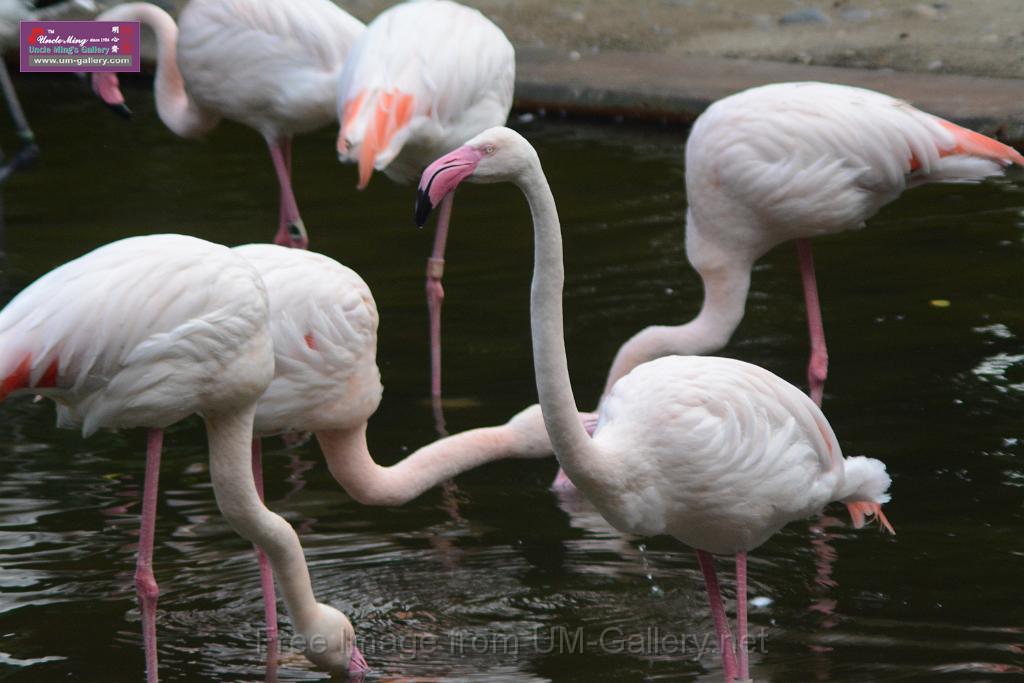 20170212sm-kln-park-bird_DSC_8930.JPG