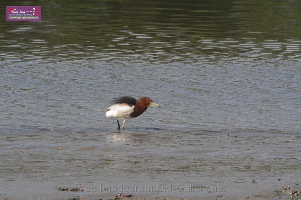 20170709bird-yuenlong_DSC9355.JPG