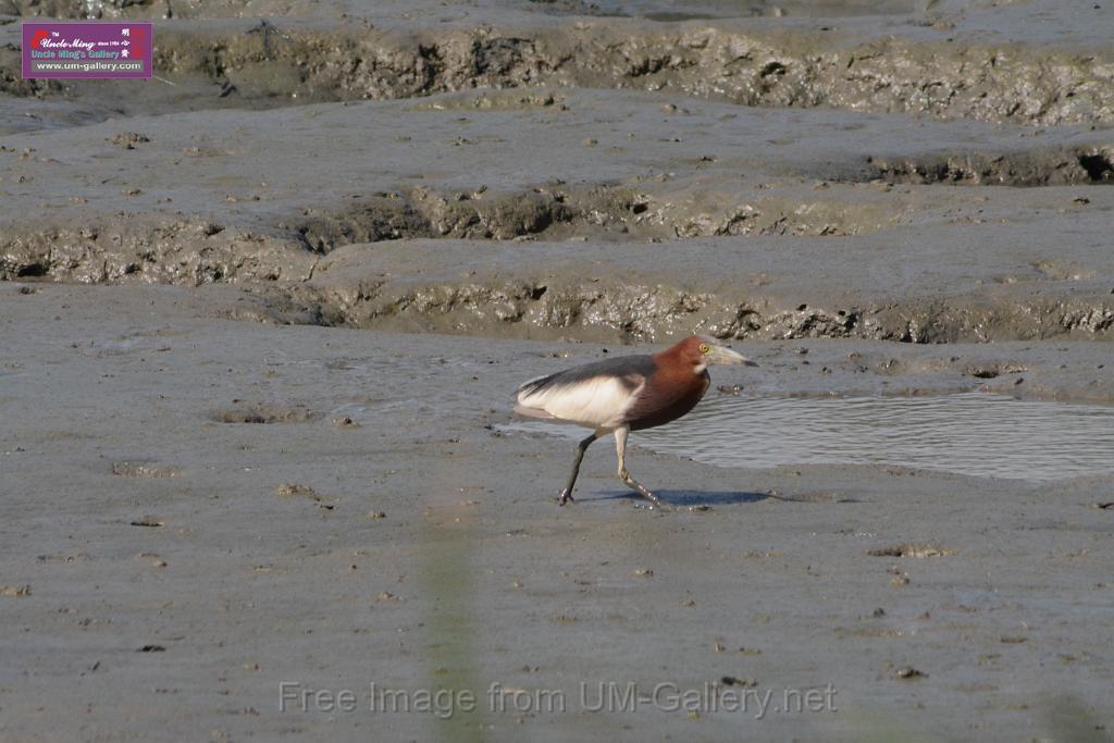 20170709bird-yuenlong_DSC9358.JPG