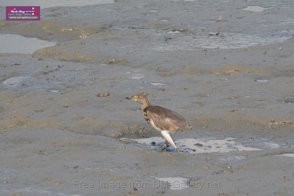 20170709bird-yuenlong_DSC9392.JPG