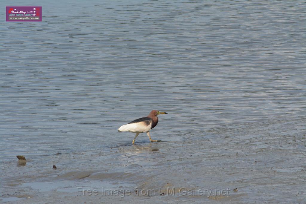 20170709bird-yuenlong_DSC9394.JPG