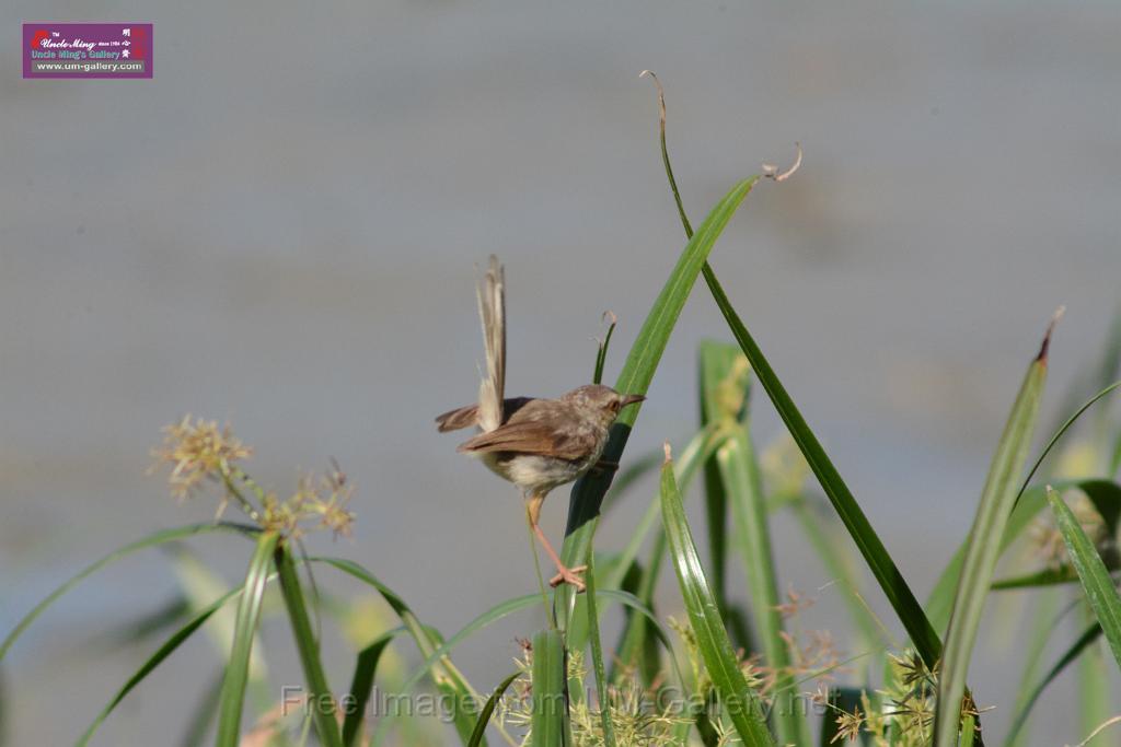 20170709bird-yuenlong_DSC9396.JPG