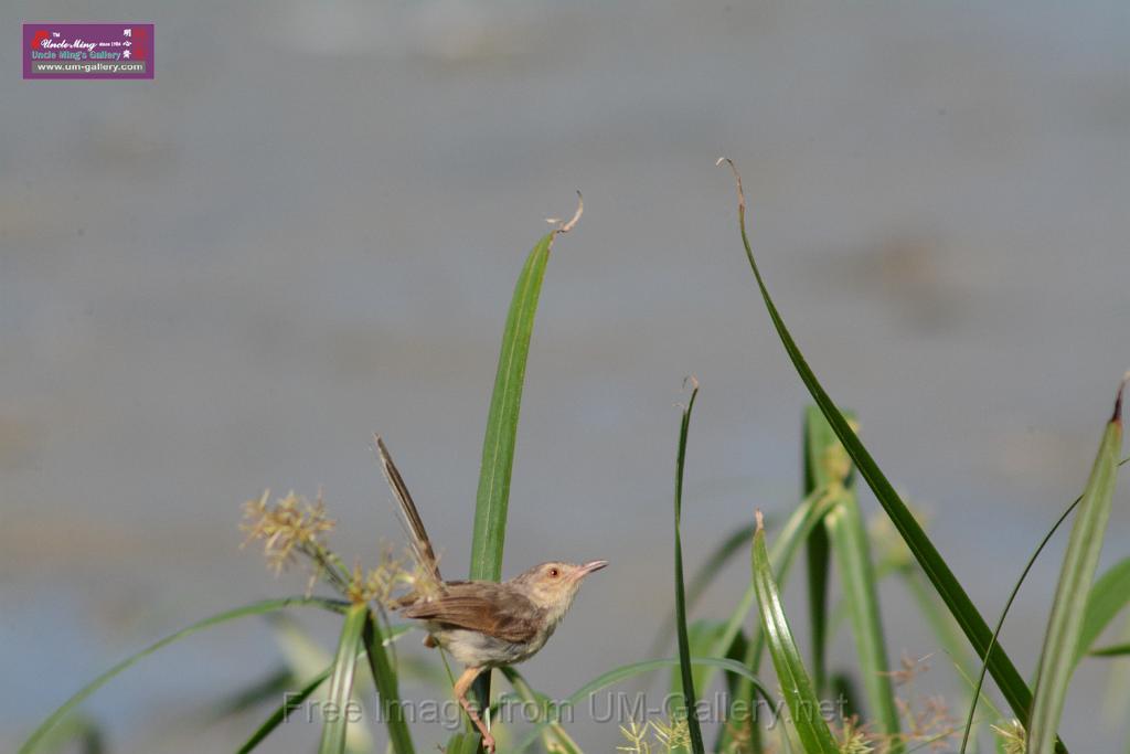 20170709bird-yuenlong_DSC9397.JPG