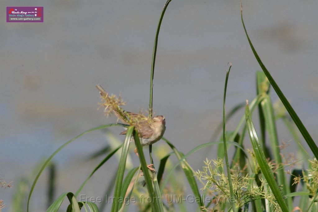 20170709bird-yuenlong_DSC9398.JPG