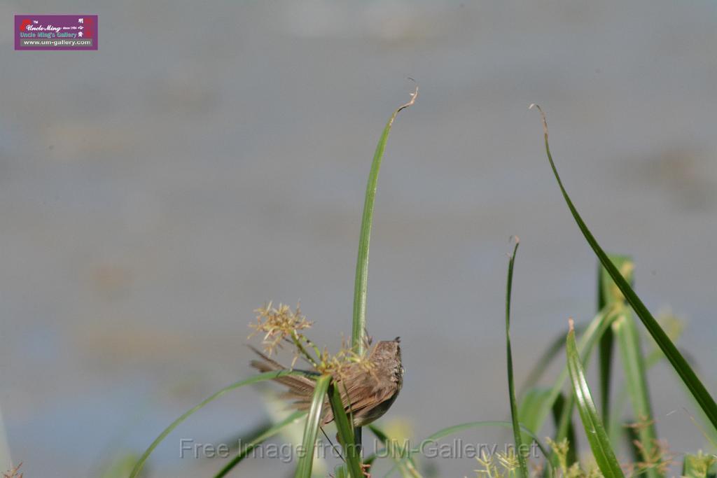 20170709bird-yuenlong_DSC9399.JPG