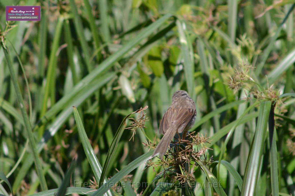 20170709bird-yuenlong_DSC9404.JPG