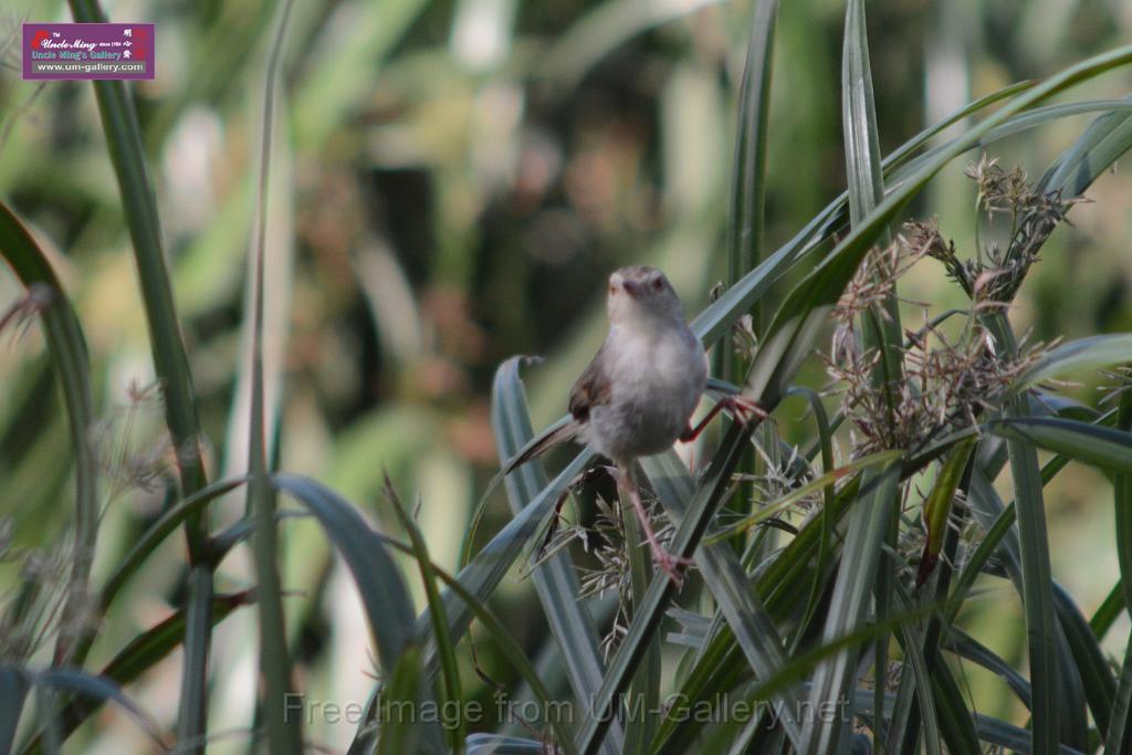 20170709bird-yuenlong_DSC9405.JPG