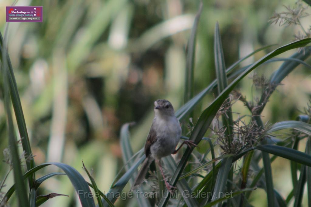 20170709bird-yuenlong_DSC9408.JPG