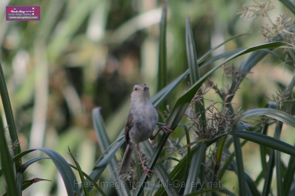 20170709bird-yuenlong_DSC9409.JPG