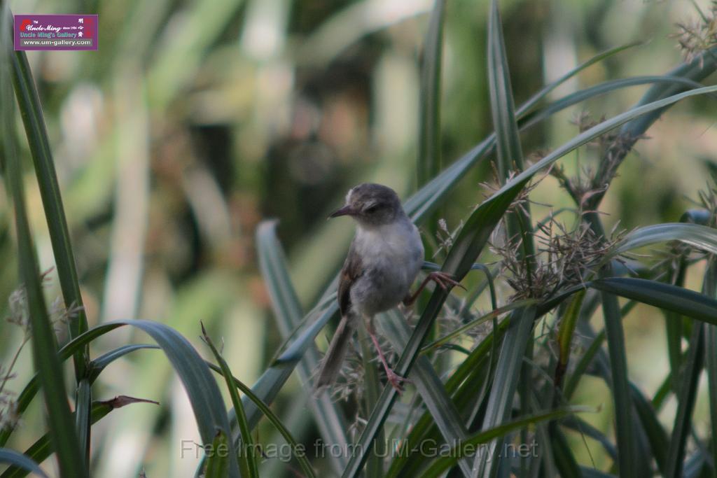 20170709bird-yuenlong_DSC9410.JPG