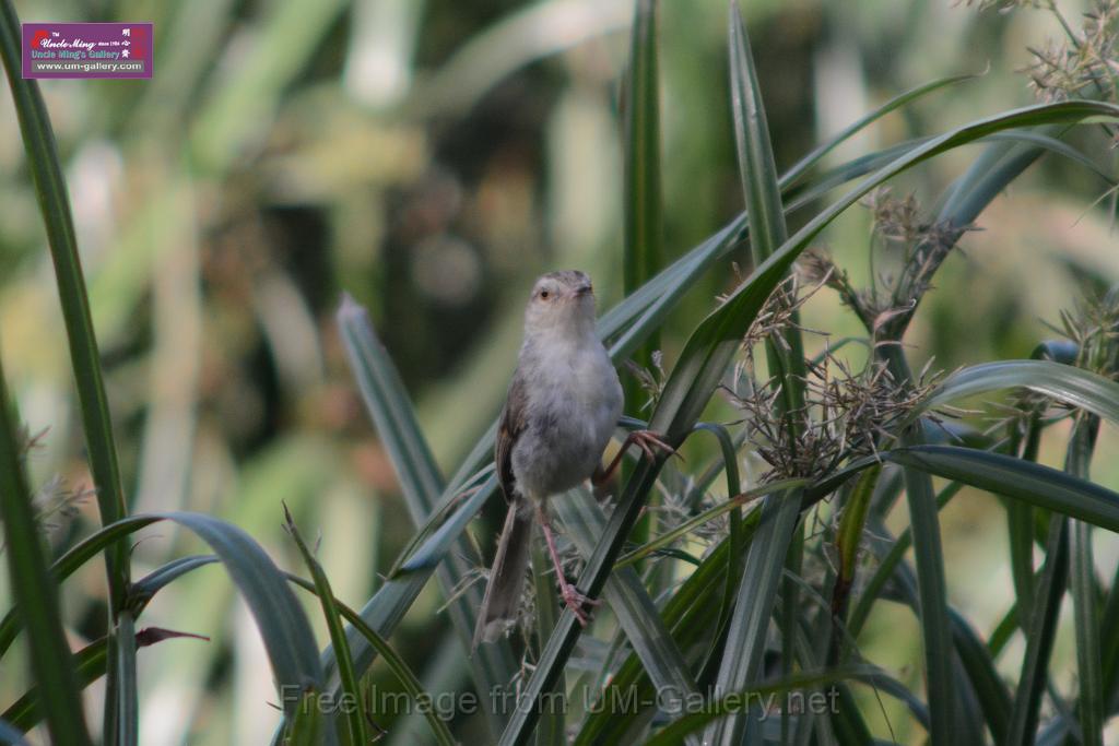 20170709bird-yuenlong_DSC9411.JPG