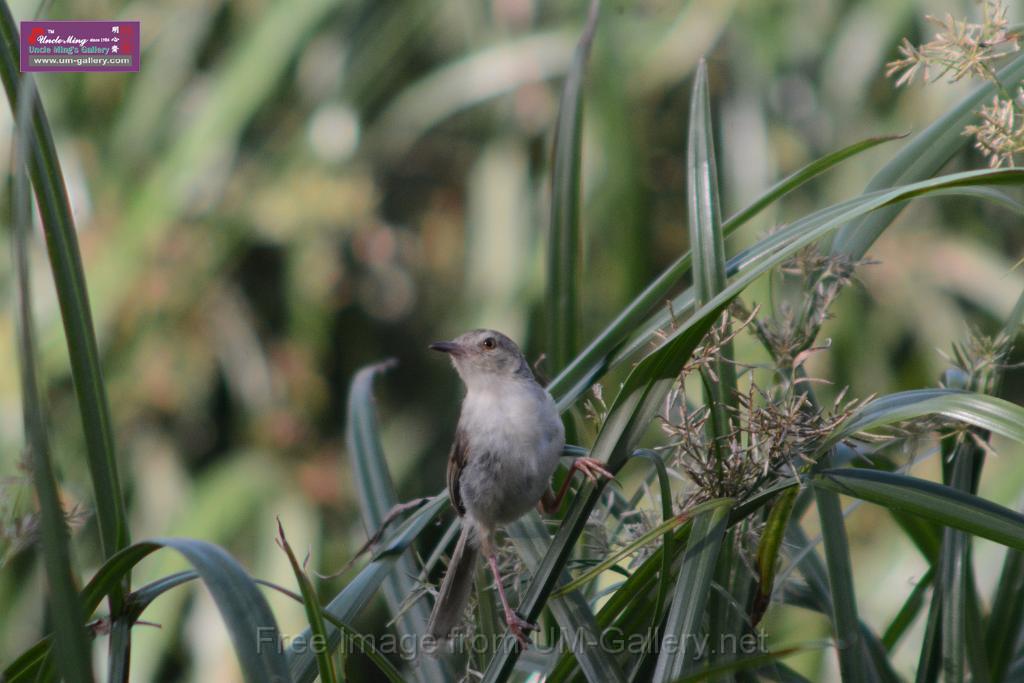 20170709bird-yuenlong_DSC9413.JPG