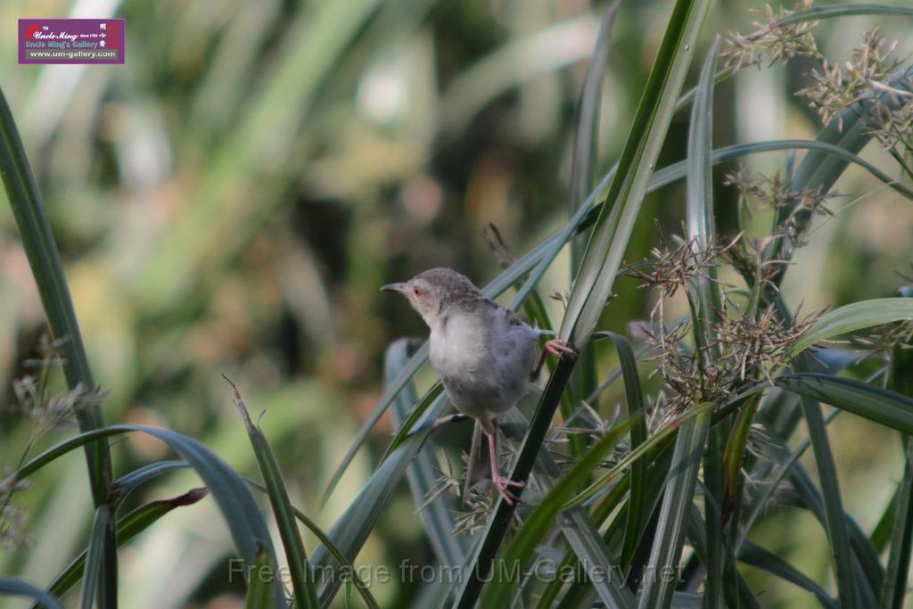 20170709bird-yuenlong_DSC9415.JPG