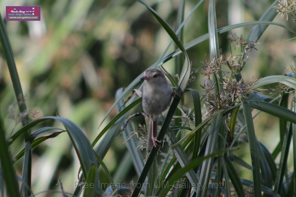 20170709bird-yuenlong_DSC9420.JPG