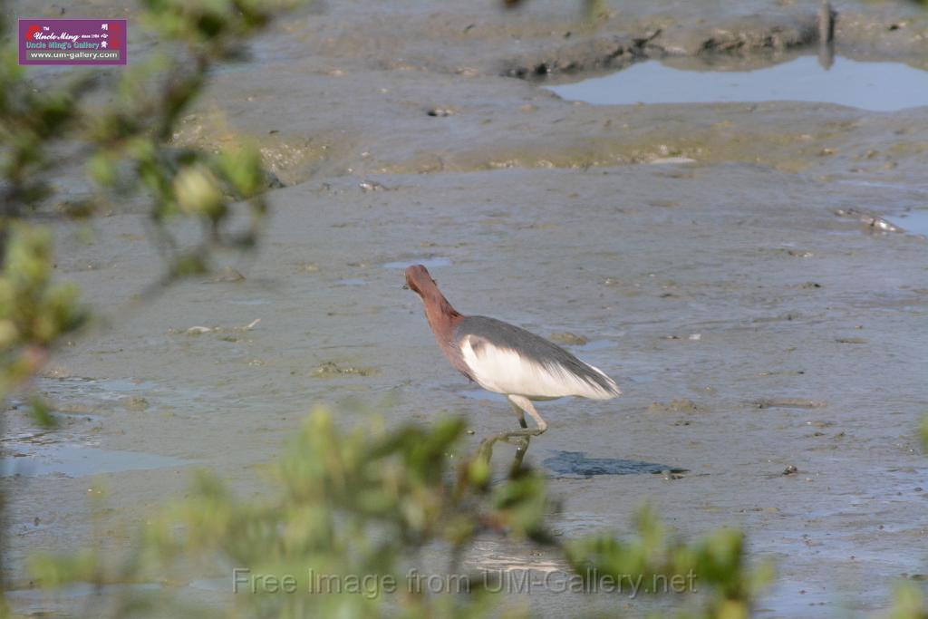 20170709bird-yuenlong_DSC9424.JPG