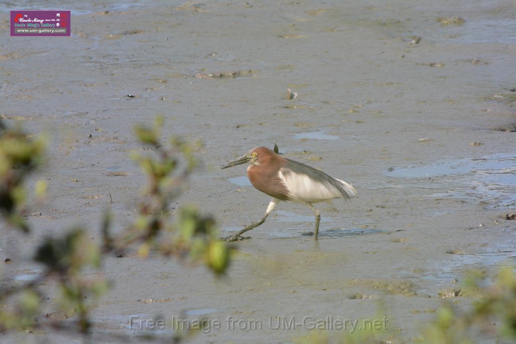 20170709bird-yuenlong_DSC9427.JPG