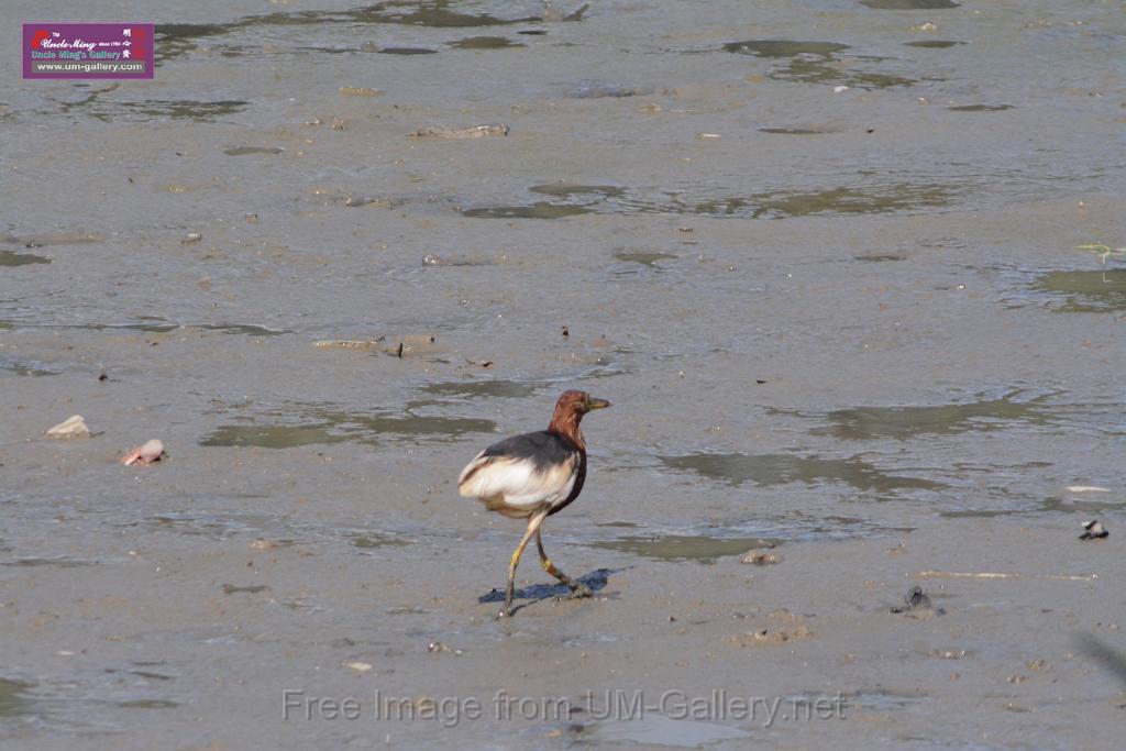 20170709bird-yuenlong_DSC9428.JPG