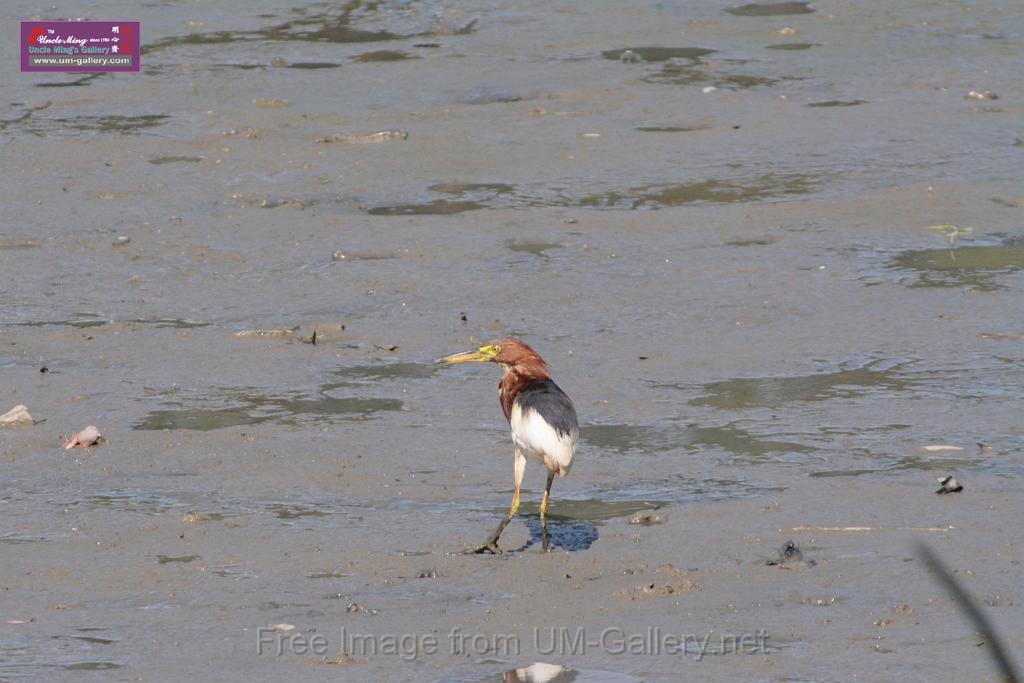 20170709bird-yuenlong_DSC9429.JPG