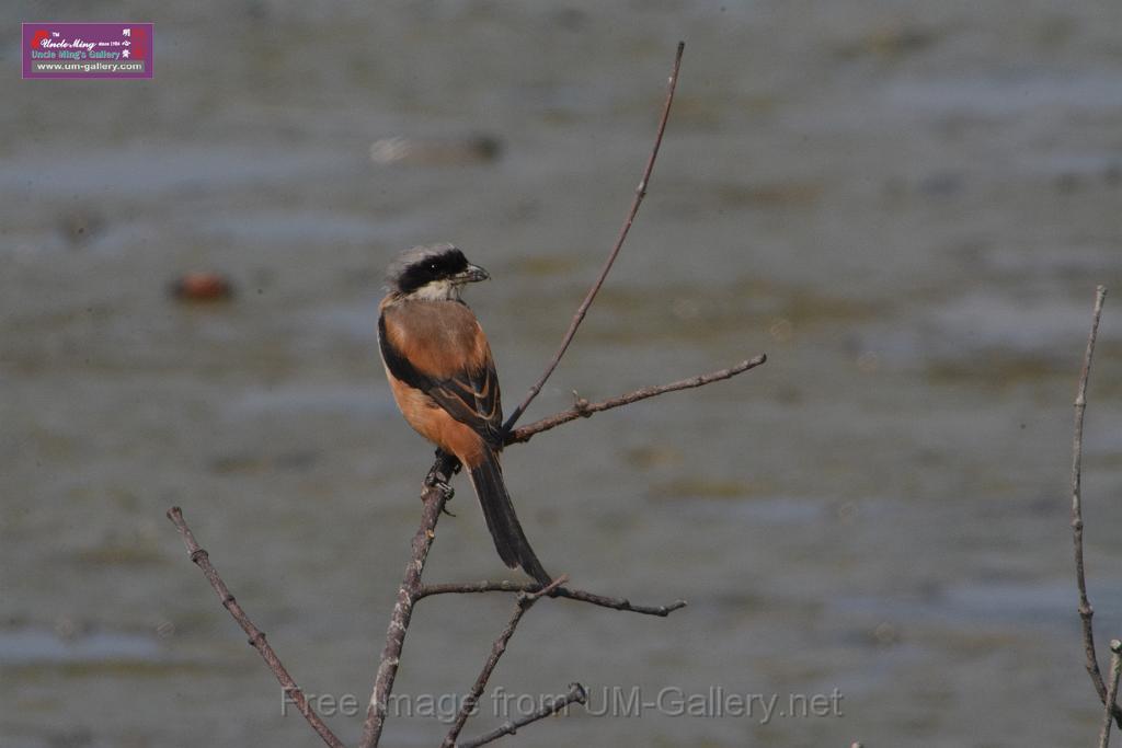 20171029bird01_DSC_9961.JPG