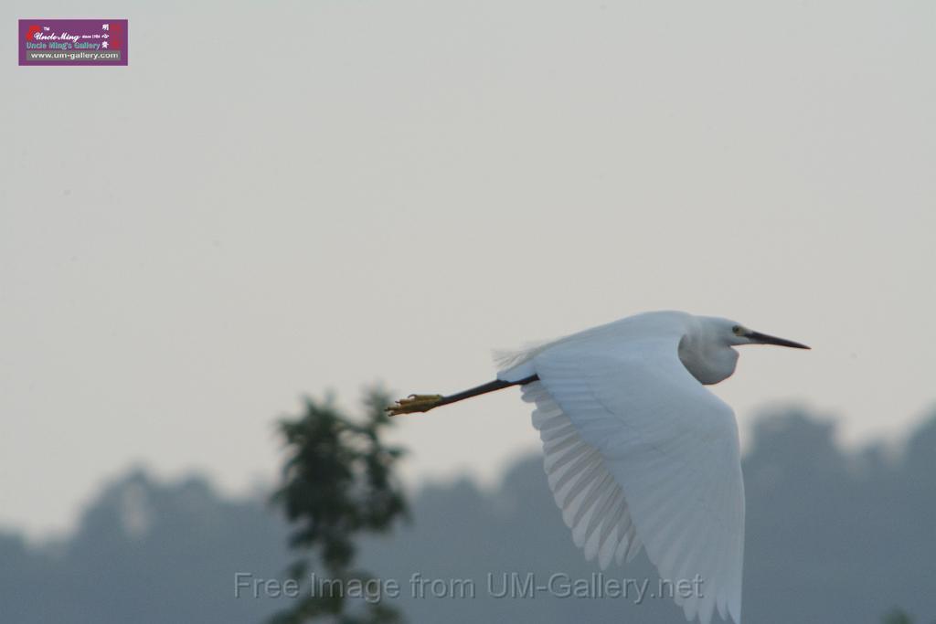 20171029bird02_DSC_0056.JPG